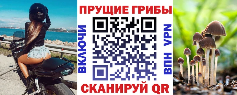 Псилоцибиновые грибы Psilocybe  Вихоревка 